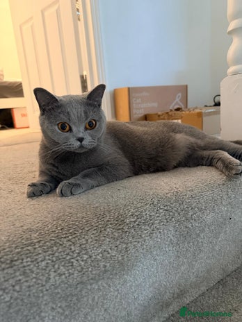 British Shorthair cats Ashiya - Beautiful BSH GCCF Active - Advert 1