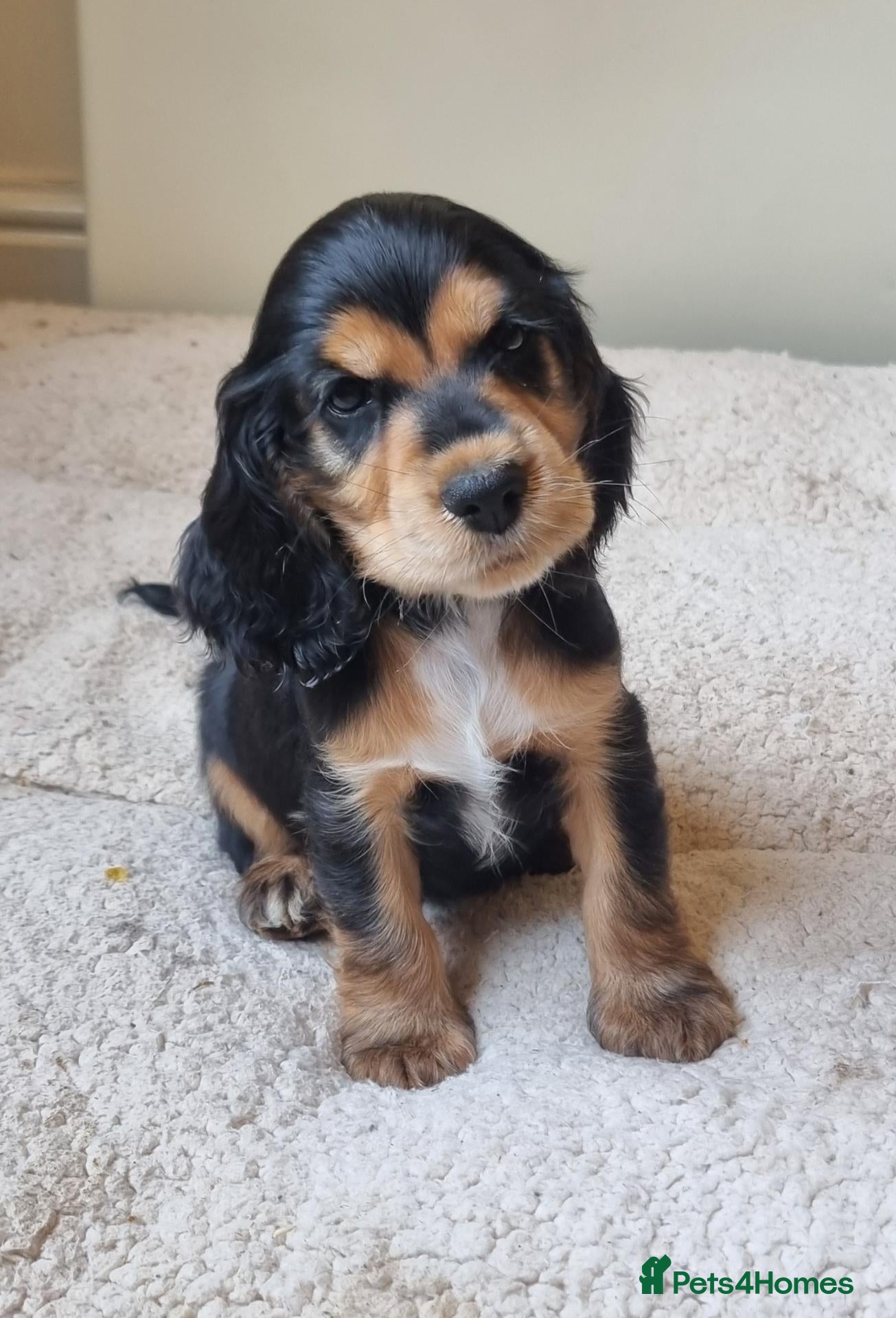 Cocker Spaniel dogs Gorgeous Sable Cocker Spaniels  - Advert 16