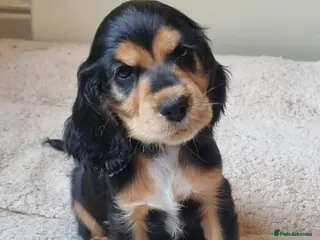 Cocker Spaniel dogs Gorgeous Sable Cocker Spaniels - Advert 16