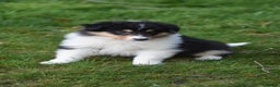 Rough Collie dogs for sale: Kc registered rough collie puppies  - Advert 17