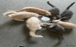 Maine Coon cats for sale: MANE COON KITTENS READY NOW - Image 1