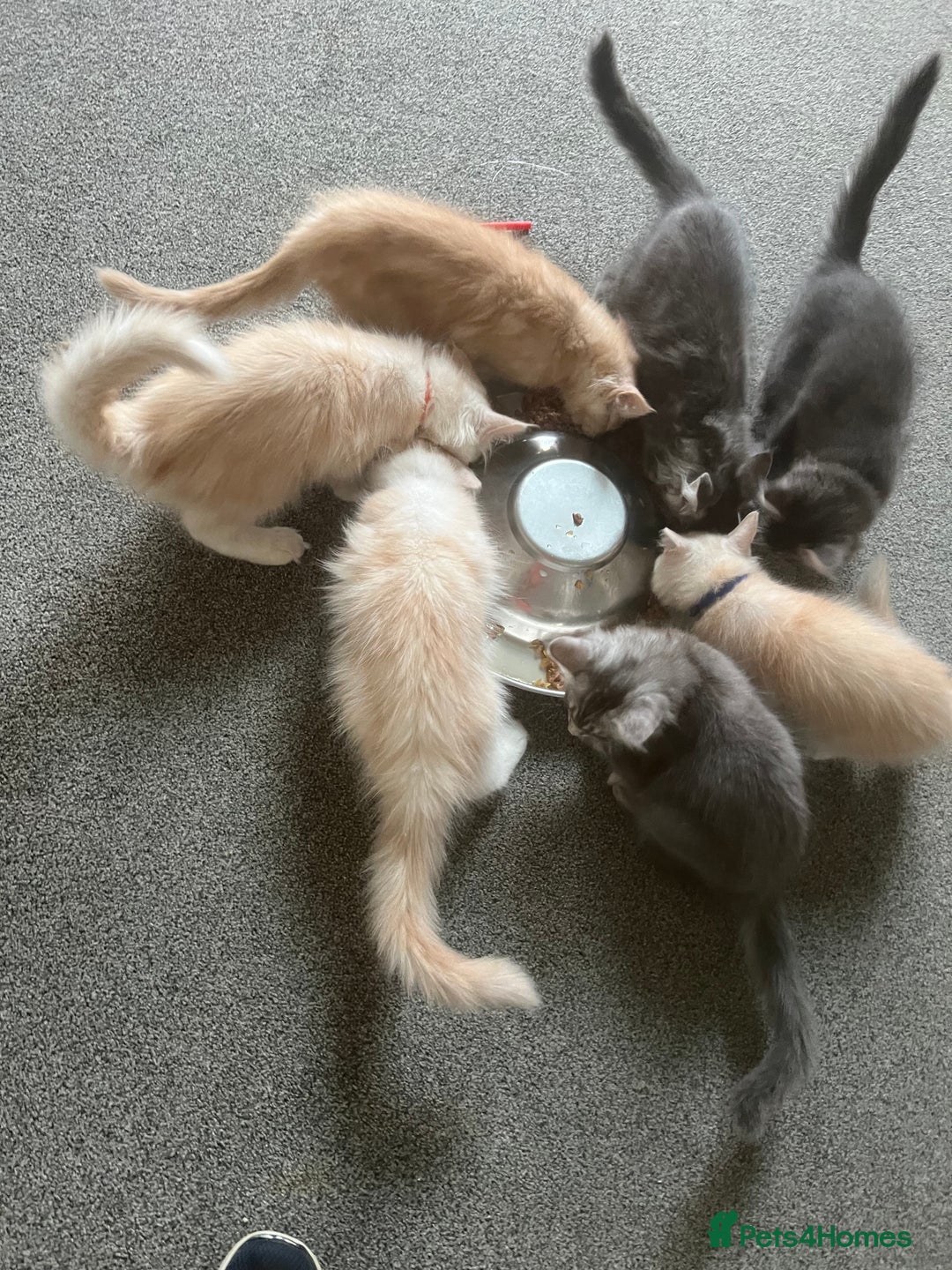 Maine Coon cats for sale: MANE COON KITTENS READY NOW - Image 1