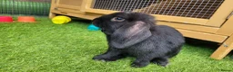 Mini Lop rabbits for sale: Beautiful Mini Lop Mix Rabbits - READY THURSDAY  - Advert 24