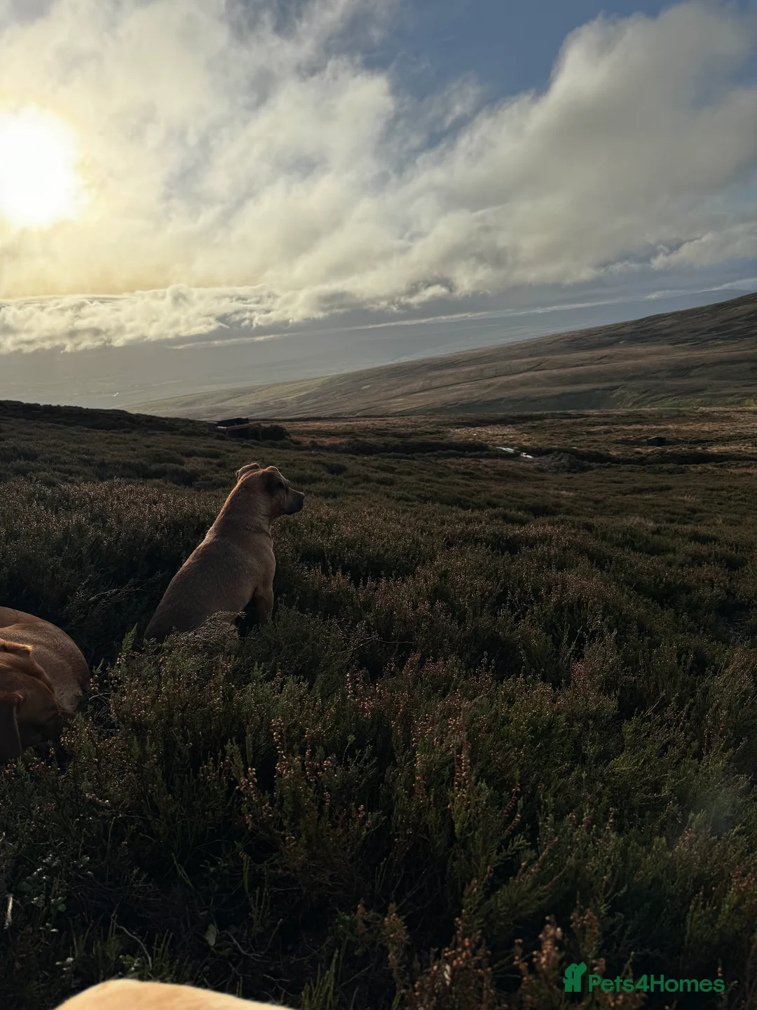 Patterdale Terrier dogs for stud: Super All Round Working Fell Terrier  in Hawes - Advert 14