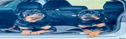 Rottweiler dogs for sale: Stunning boy  - Advert 6