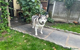 Siberian Husky dogs for sale: The name of the dog is Ice - Image 4