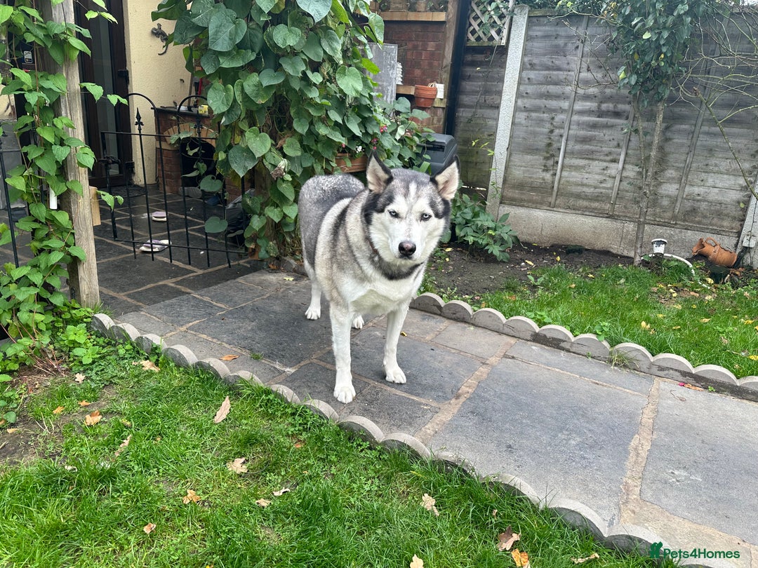 Siberian Husky dogs for sale: The name of the dog is Ice - Image 4