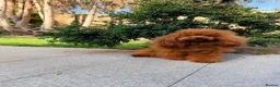 Toy Poodle dogs for stud: TINY ASIAN TEDDY POODLE STUD - Advert 21