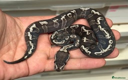 Python Snake reptiles for sale: Royal pythons  - Image 32
