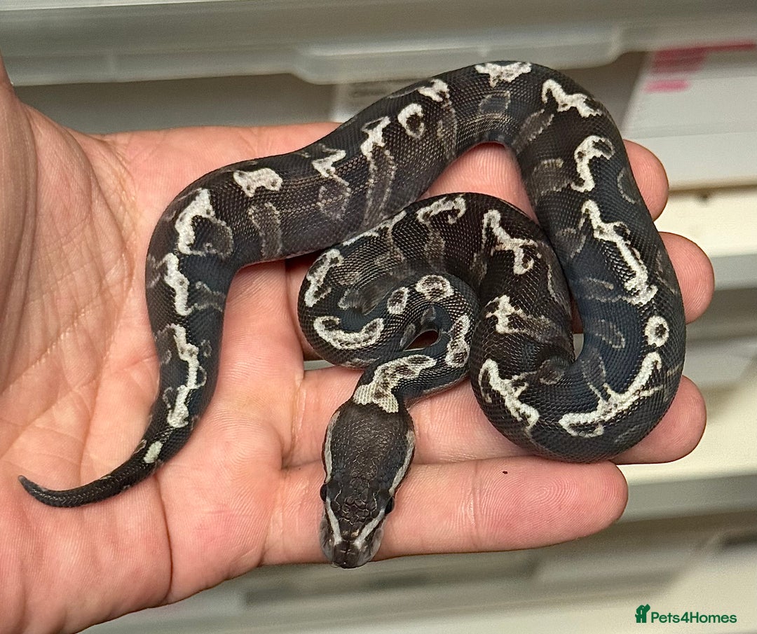 Python Snake reptiles for sale: Royal pythons  - Image 32