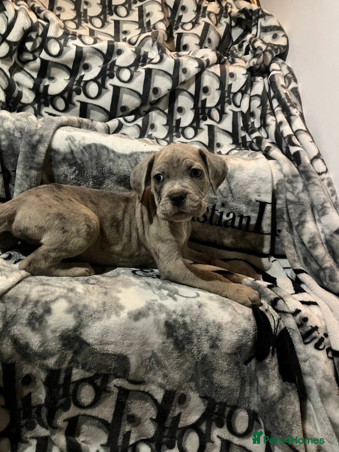 Cane Corso dogs for sale: Stunning puppies  - Image 4