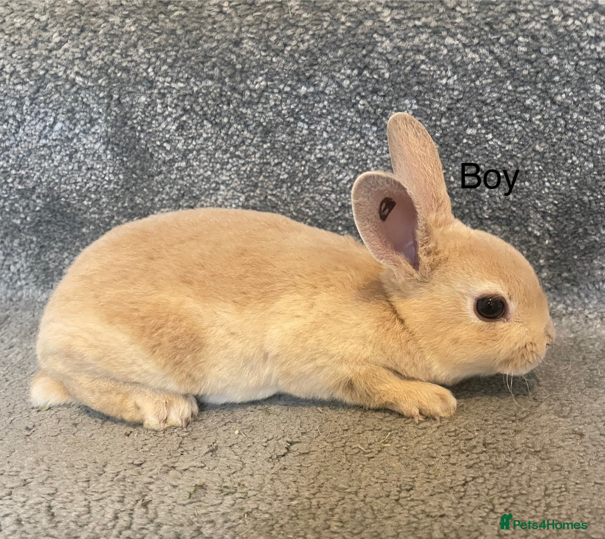 Rex rabbits 💖Pure bred mini Rex💖 - Advert 1