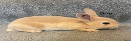 Rex rabbits for sale: 💖Pure bred mini Rex💖 - Advert 9