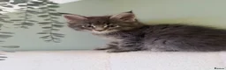 Maine Coon cats for sale: TICA Blue Tabby Maine Coon kitten  - Advert 3