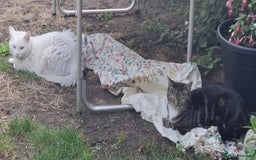 Domestic Shorthair cats for sale: Two 3 year old cats for sale - Image 2