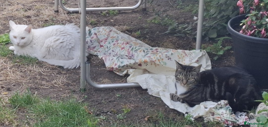 Domestic Shorthair cats for sale: Two 3 year old cats for sale - Image 2