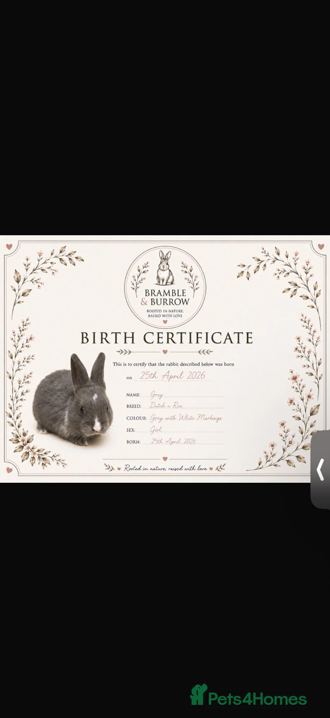 Mixed Breed rabbits for sale: 2 female rabbits & 2 tier hutch  in Tipton - Advert 2