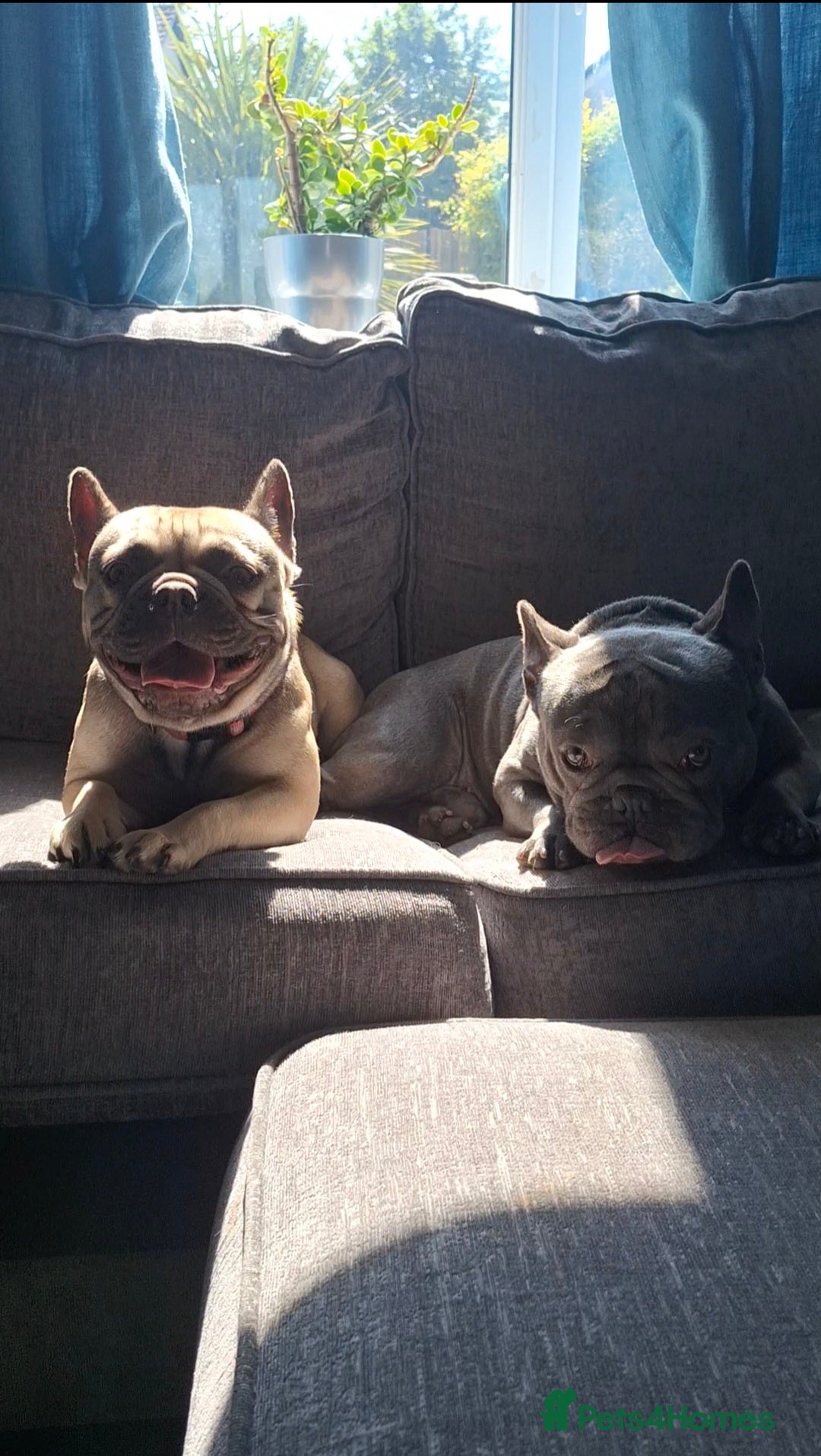 French Bulldog dogs for sale: 5 Beautiful French bulldogs - Image 37