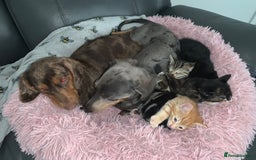 Mixed Breed cats for sale: 1 ginger male and 1 black male - Image 15