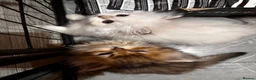 British Longhair cats for sale: British Longhair silver boy - Advert 20