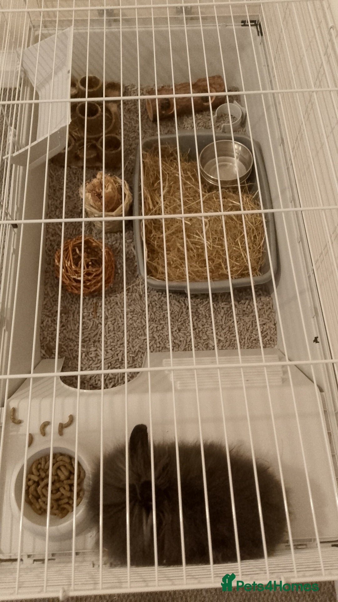 Lionhead rabbits for sale: Lionhead Rabbit - Image 8