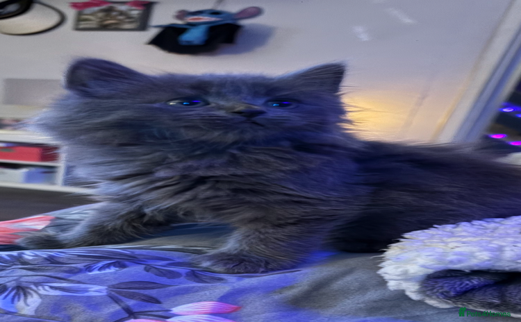 Mixed Breed cats - Advert 5
