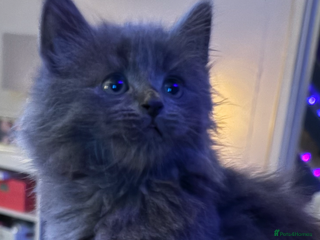Mixed Breed cats - Advert 1