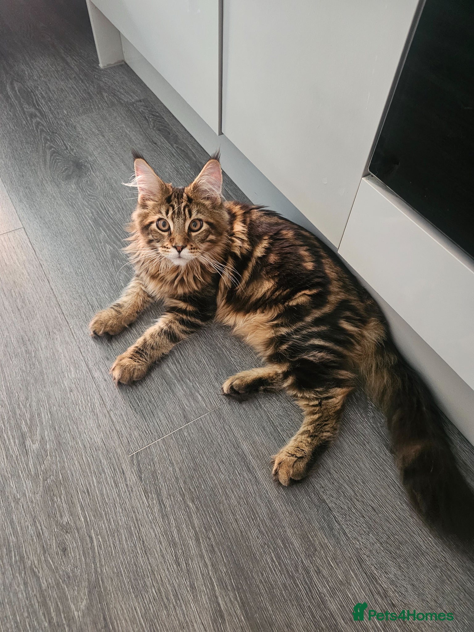 Maine Coon cats for sale: 6 MONTH MAINE COON TABBY BOY FOR SALE - Advert 3