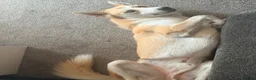 Mixed Breed dogs for sale: Husky X - Advert 4