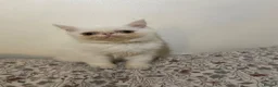 Exotic cats for sale: Exotic Persian  - Advert 10