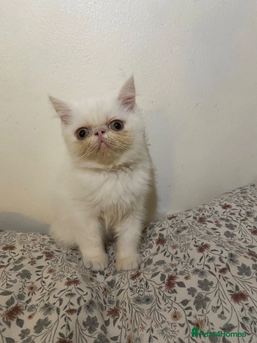 Exotic cats for sale: Exotic Persian  - Advert 10