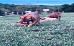 Dogue De Bordeaux dogs for sale: 🐾 Dogue de Bordeaux – Chunky True type- Ready 🐾 - Image 16