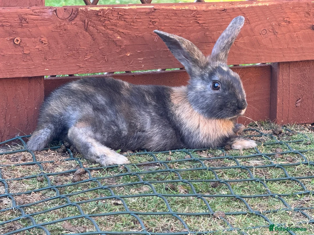 Mixed Breed rabbits for sale: Rabbits for sale - Advert 23