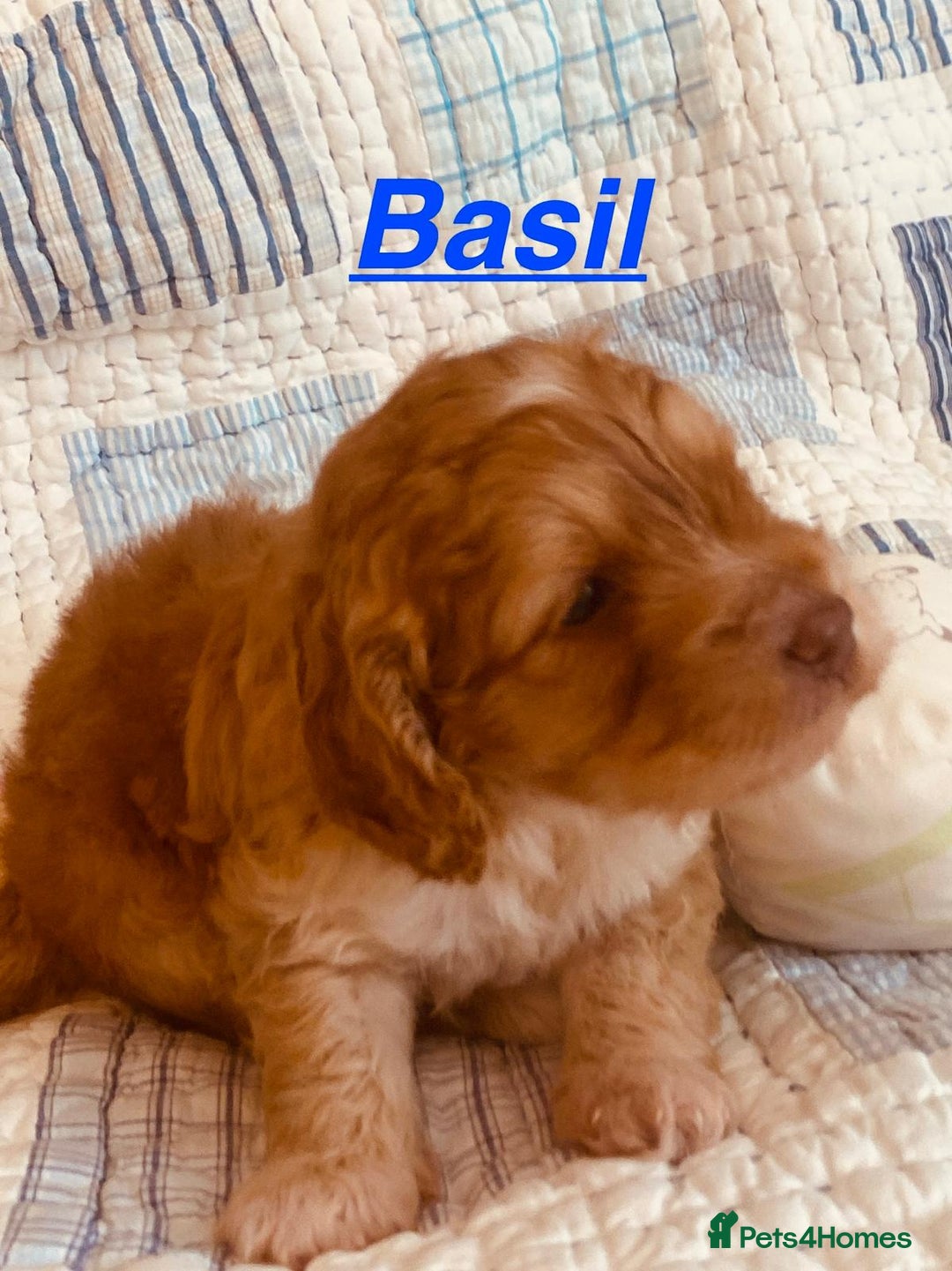Cockapoo dogs for sale: Home raised American Cockapoos - Image 3