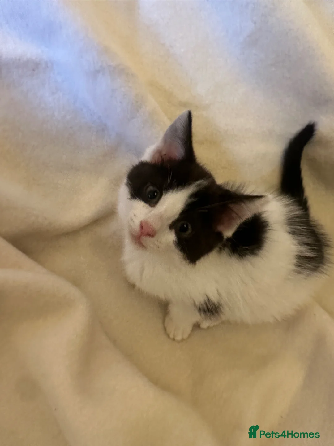 Mixed Breed cats for sale: Adorable moggie litter  in Machynlleth - Advert 10