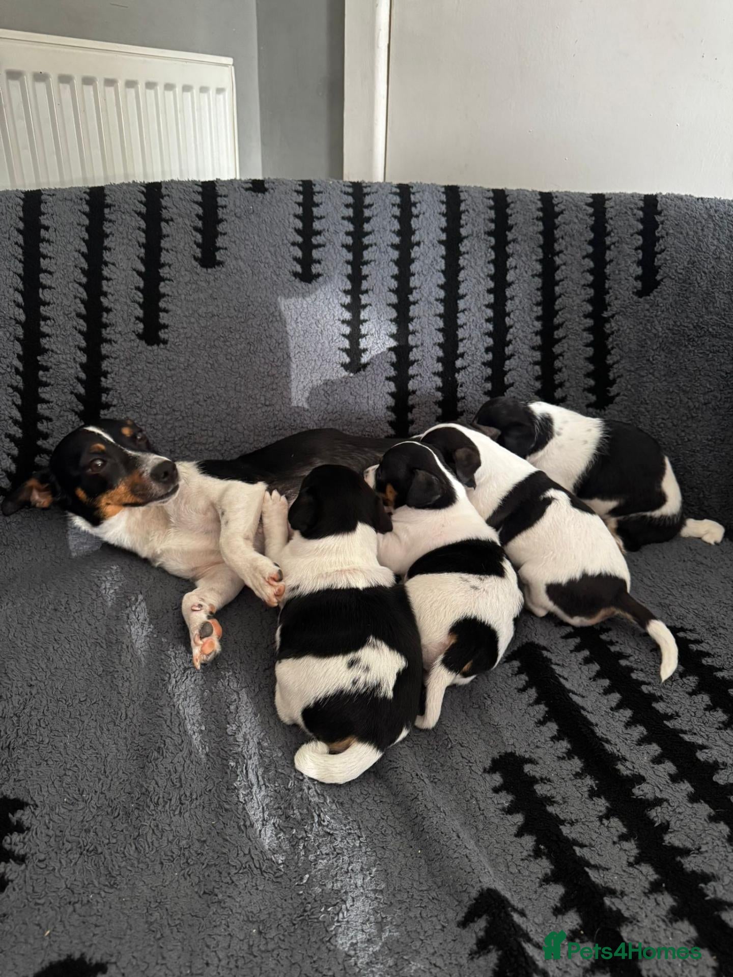 Jack Russell dogs 13wks miniature female jack russle - Advert 11