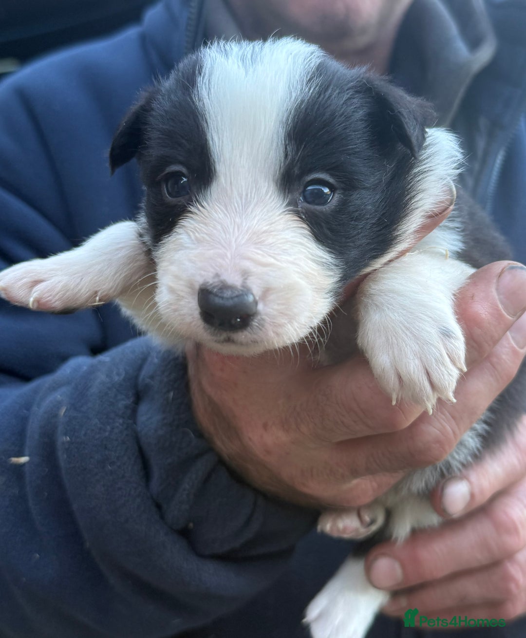 Border Collie dogs for sale: Border collie pups  - Image 5