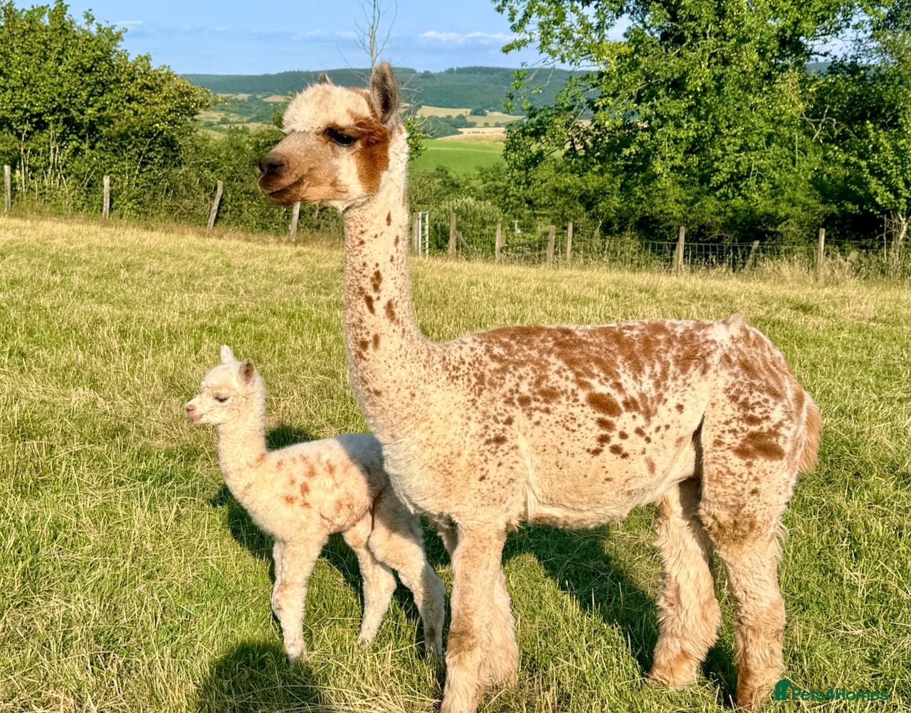 Alpaca livestock Special breeding  group of 10 stunning Alpaca - Advert 1
