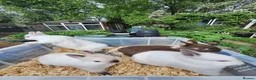 Netherland Dwarf rabbits for sale: 4 baby Netherland dwarf rabbits for sale £60 each  in Manchester - Advert 3