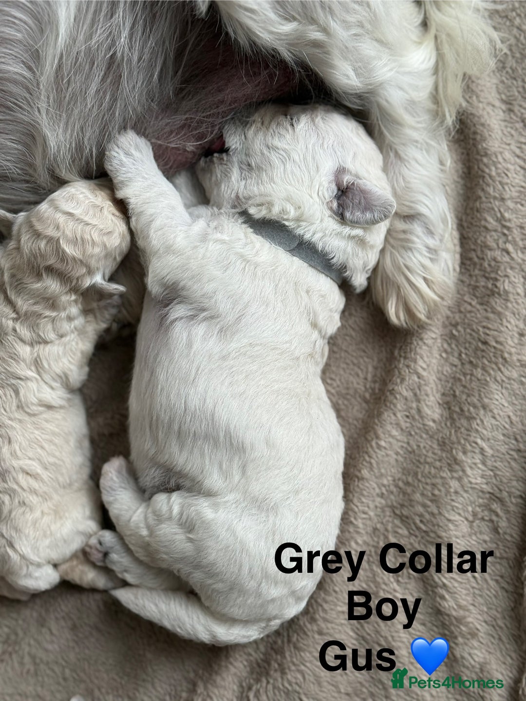 Poochon dogs for sale: Beautiful Poochon Puppies – Ready for Viewing - Image 7