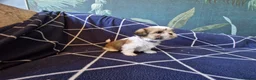 Shih Tzu dogs for sale: Miniature Shih-tzu's  - Advert 10