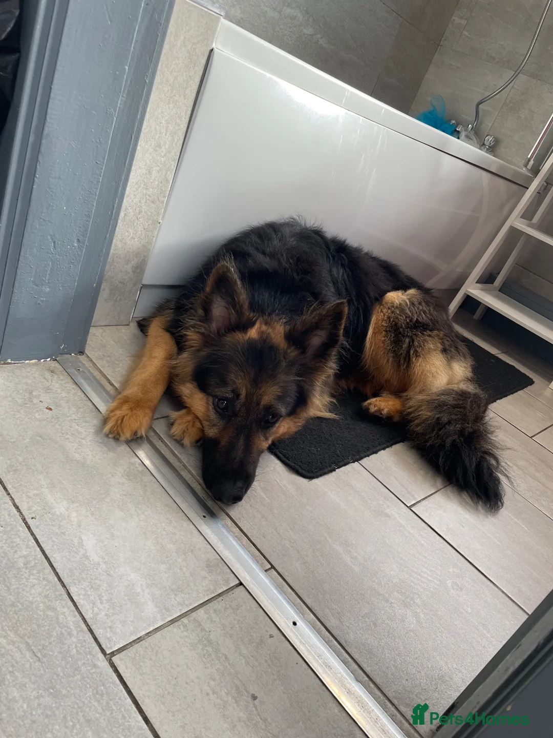 German Shepherd dogs for sale: Female German Shepherd  in Cleethorpes - Advert 1