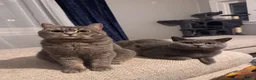 British Shorthair cats for sale: British Shorthair Kittens - Advert 4