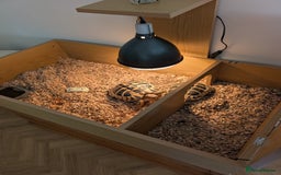 Hermann Tortoise reptiles for sale: x2 Hermann Tortoises & Tortoise Table - Image 3