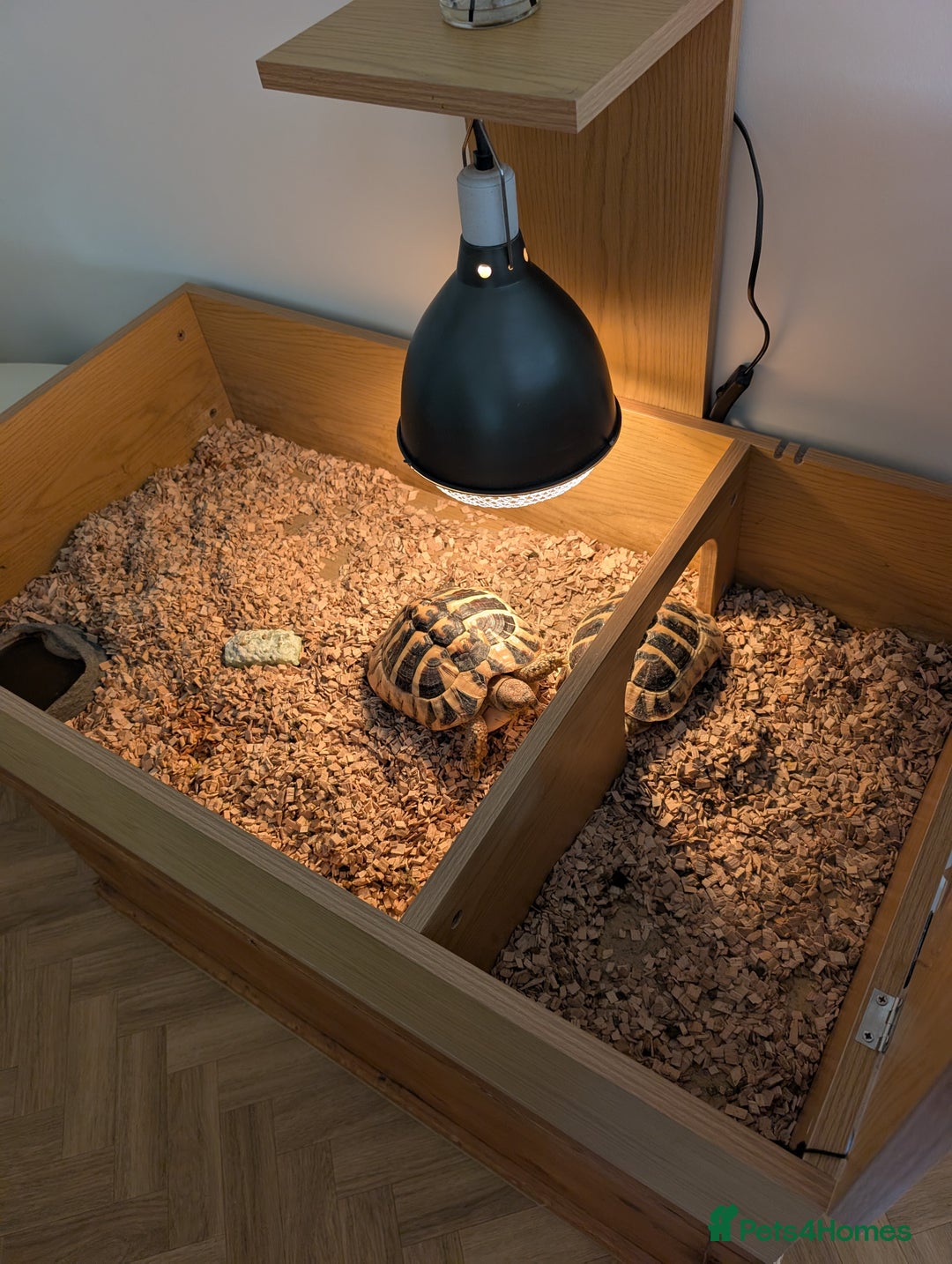 Hermann Tortoise reptiles for sale: x2 Hermann Tortoises & Tortoise Table - Image 3