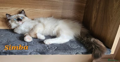 Ragdoll cats in Nelson - Advert 8