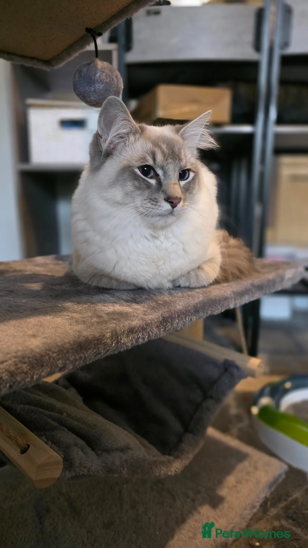 Ragdoll cats for sale: Stunning Blue Lynx Male - Advert 4