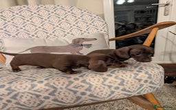 Miniature Dachshund dogs for sale: Miniature daschund puppies  - Image 6