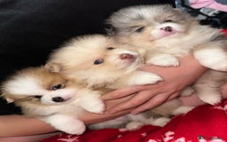 Pomeranian dogs for sale: Blue eye boy and Tiny golden girl poms ready now  - Image 7