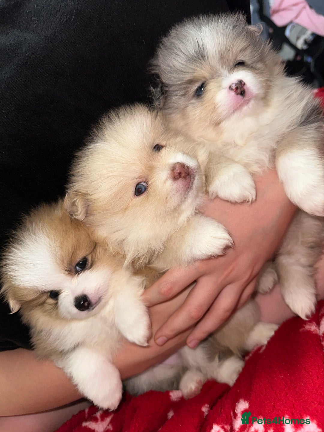 Pomeranian dogs for sale: Blue eye boy and Tiny golden girl poms ready now  - Image 7